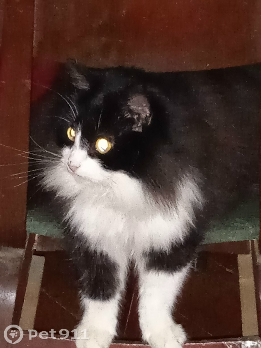 Пропала кошка в Костроме — фото объявления