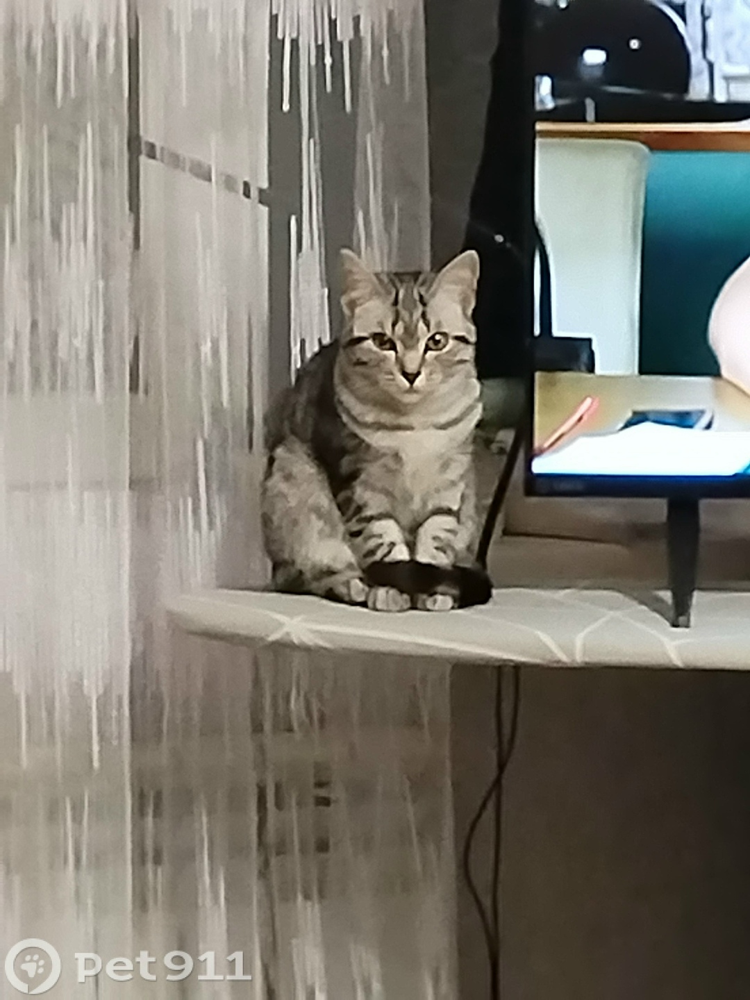 Пропала кошка в Костроме — фото объявления