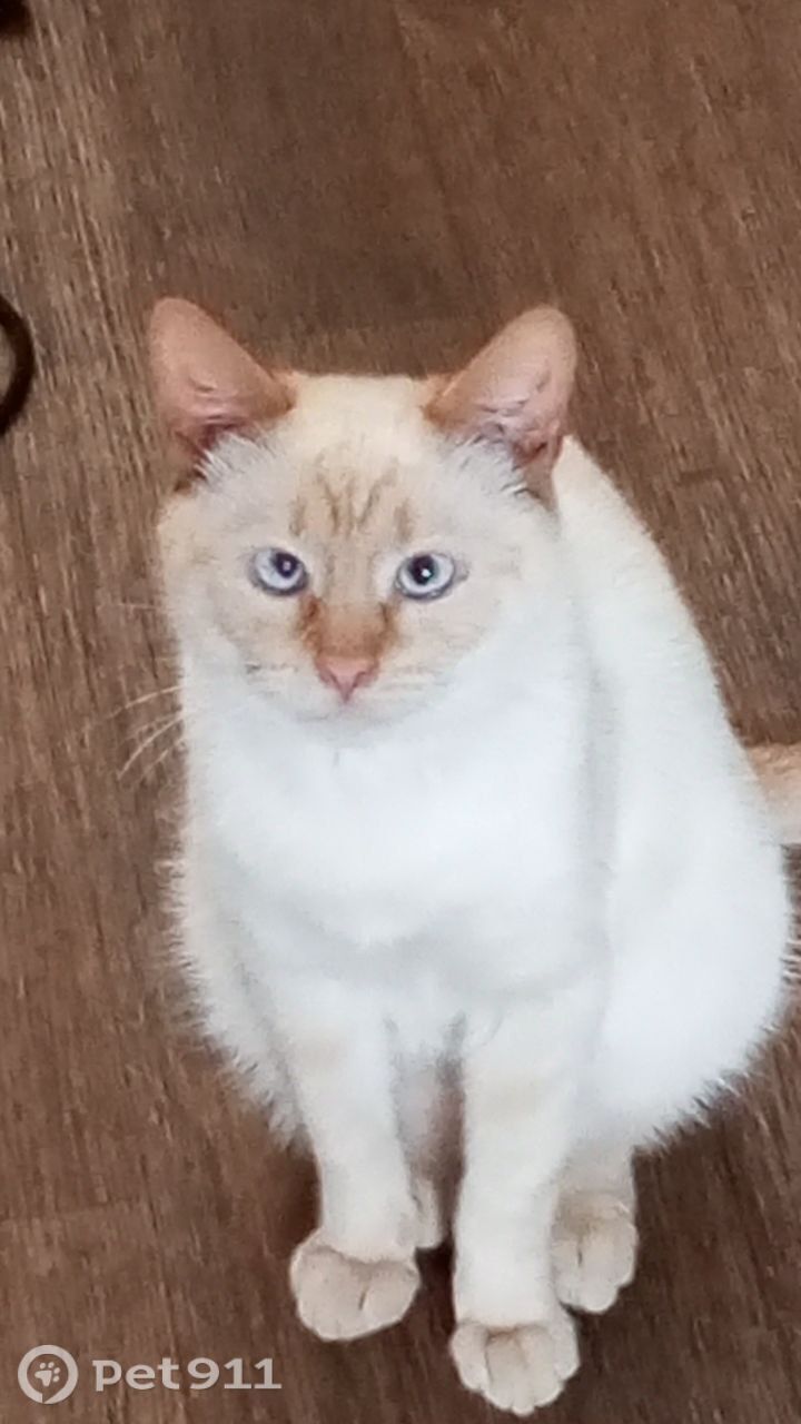 Пропала кошка в Костроме — фото объявления