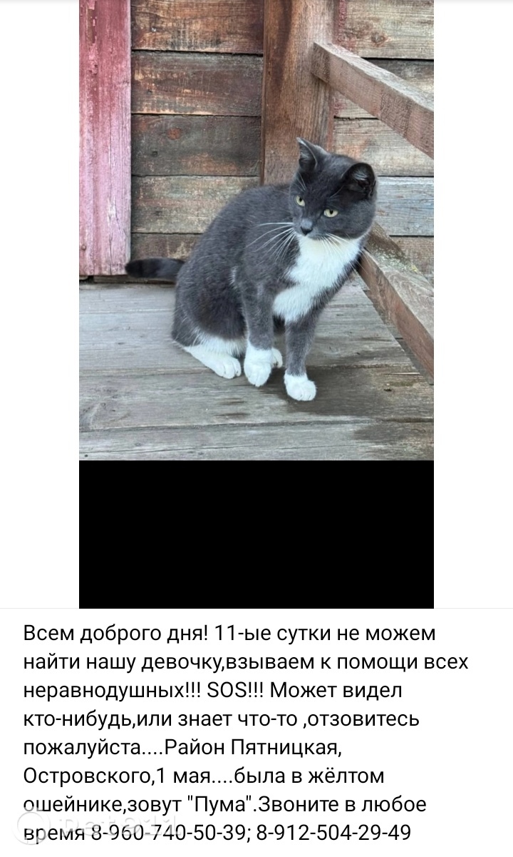 Пропала кошка в Костроме — фото объявления