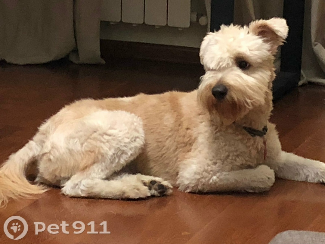 Пропала собака в Костроме — фото объявления