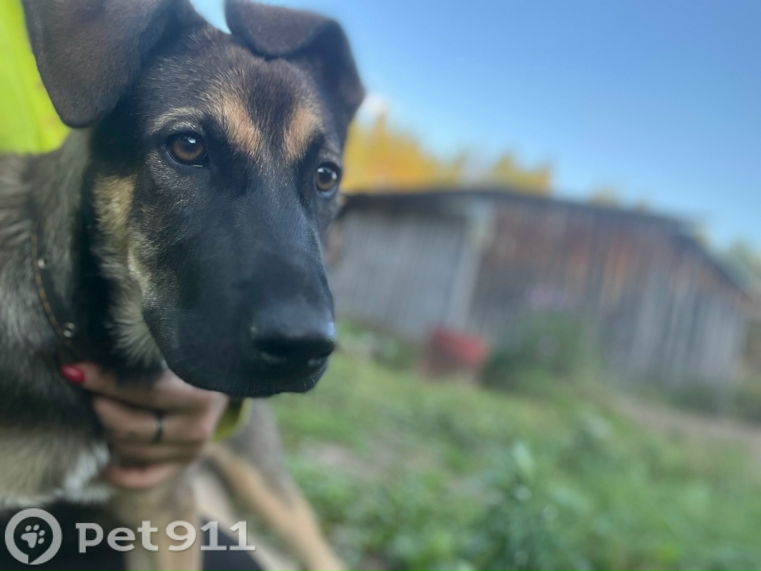 Найдена собака в Костроме — фото объявления