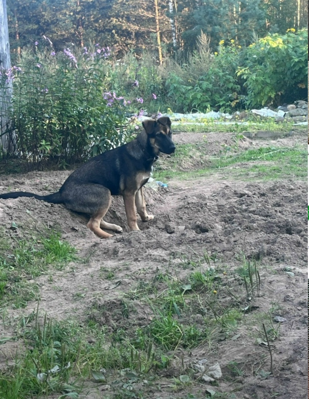 Найдена собака в Костроме — фото объявления