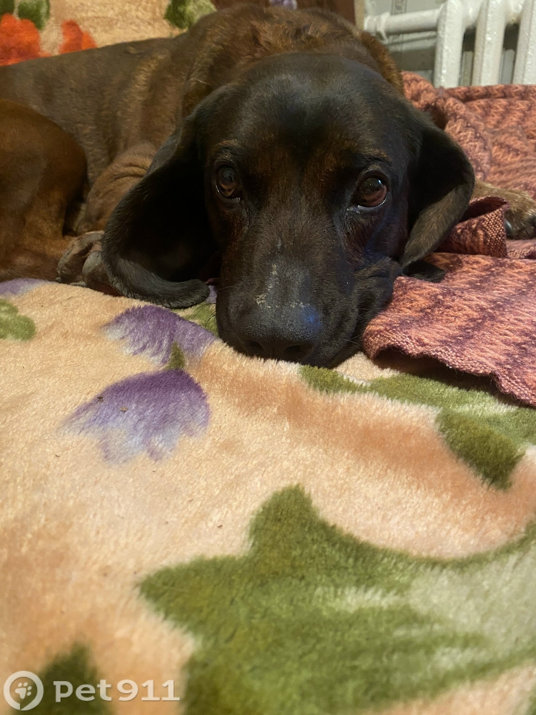 Найдена собака в Костроме — фото объявления