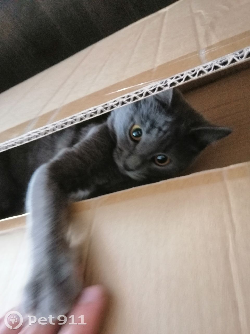 Пропала кошка в Костроме — фото объявления