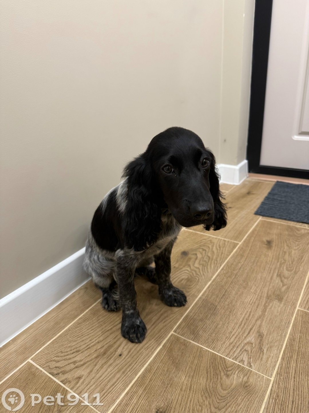 Найдена собака в Костроме — фото объявления