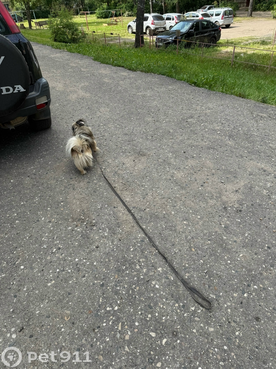 Найдена собака в Костроме — фото объявления
