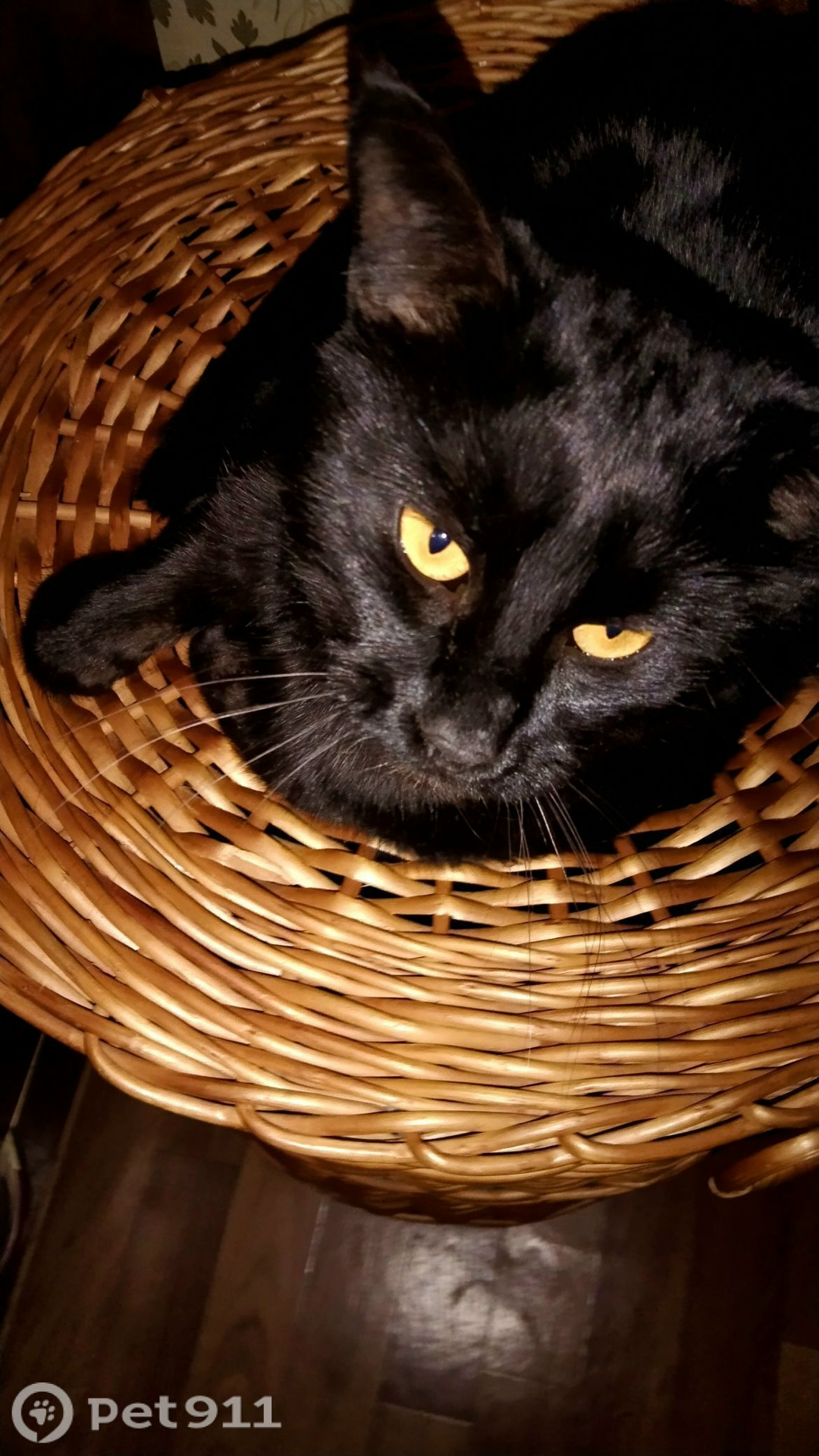 Пропала кошка в Костроме — фото объявления