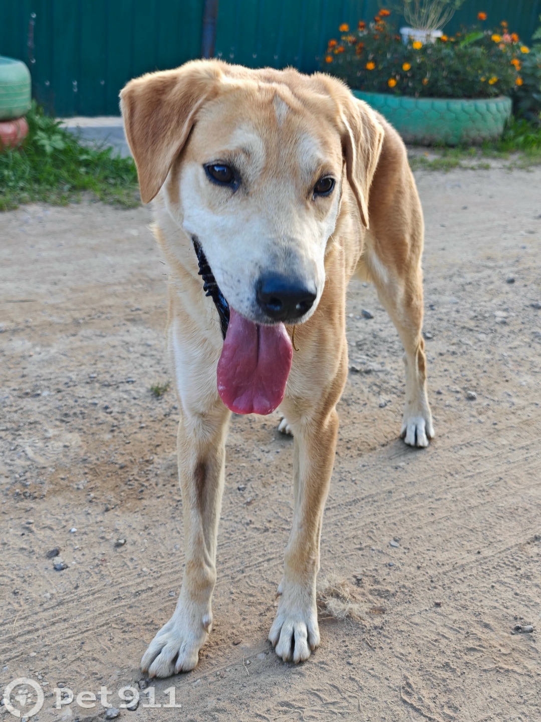 Найдена собака в Костроме — фото объявления