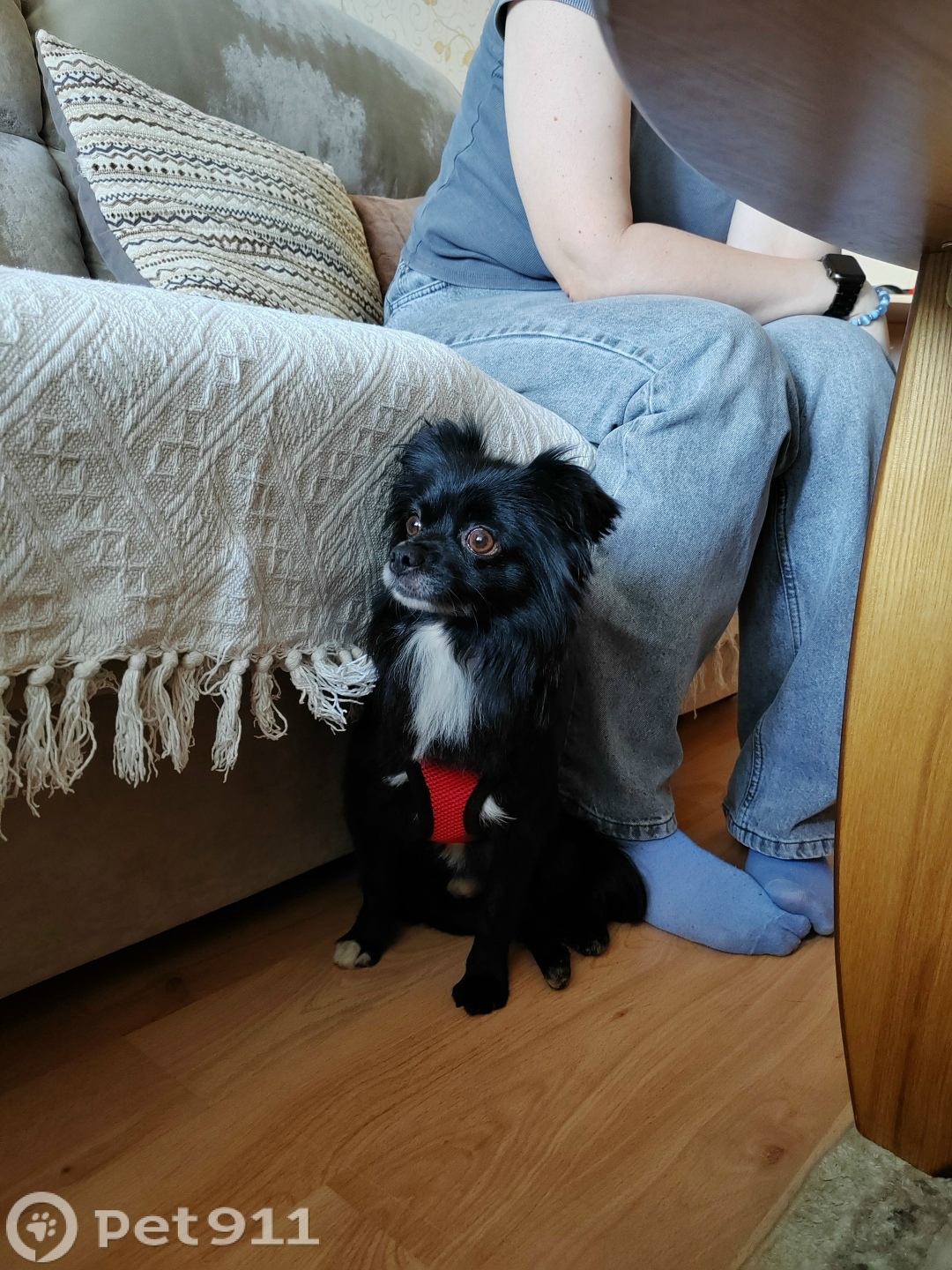 Пропала собака в Костроме — фото объявления