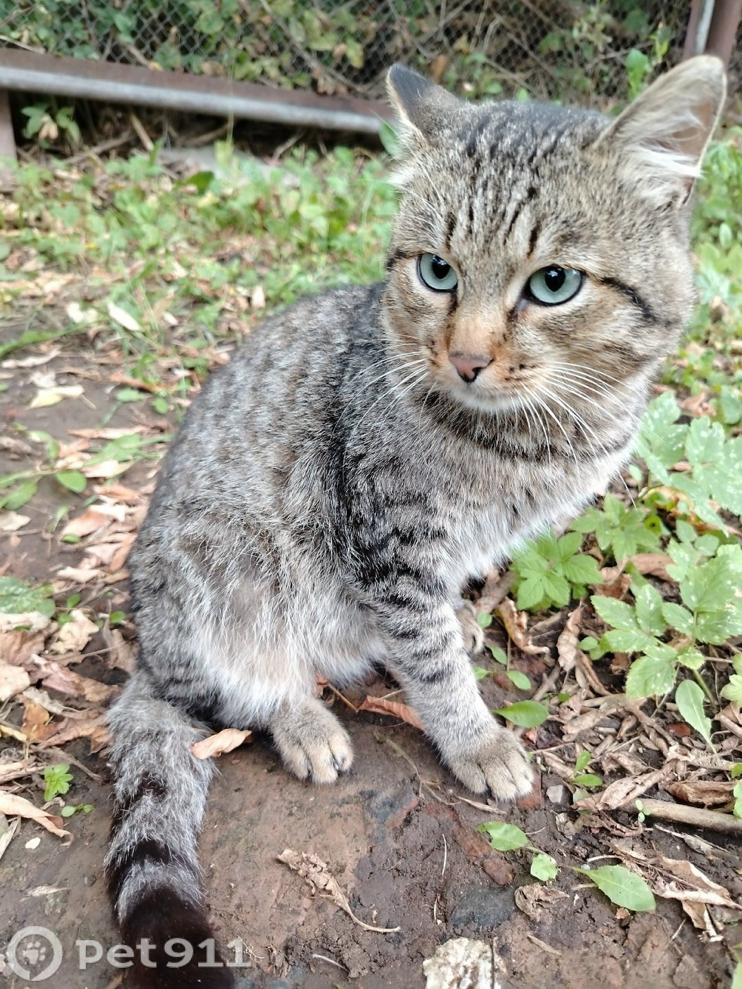 Найдена кошка в Костроме — фото объявления