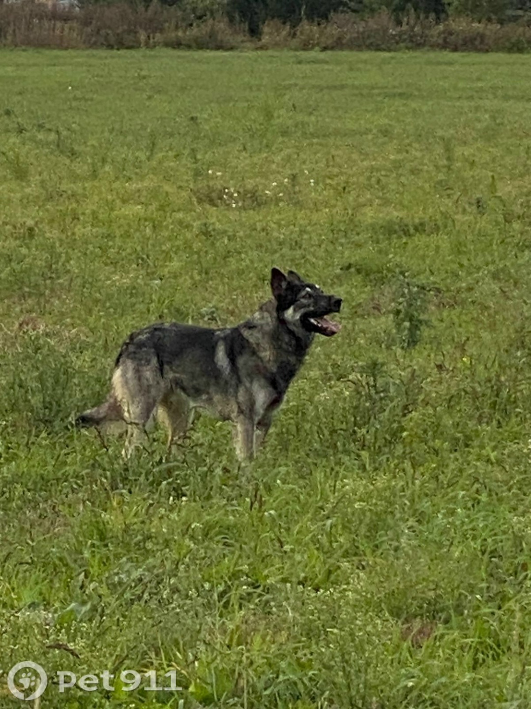 Найдена собака в Костроме — фото объявления