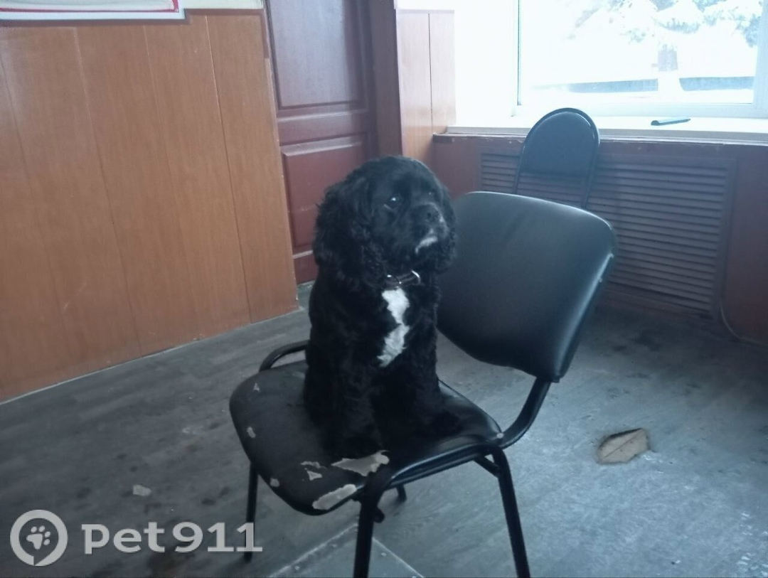 Пропала собака в Костроме — фото объявления