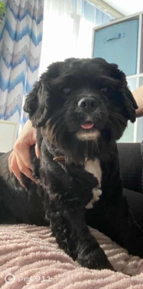 Пропала собака в Костроме — фото объявления