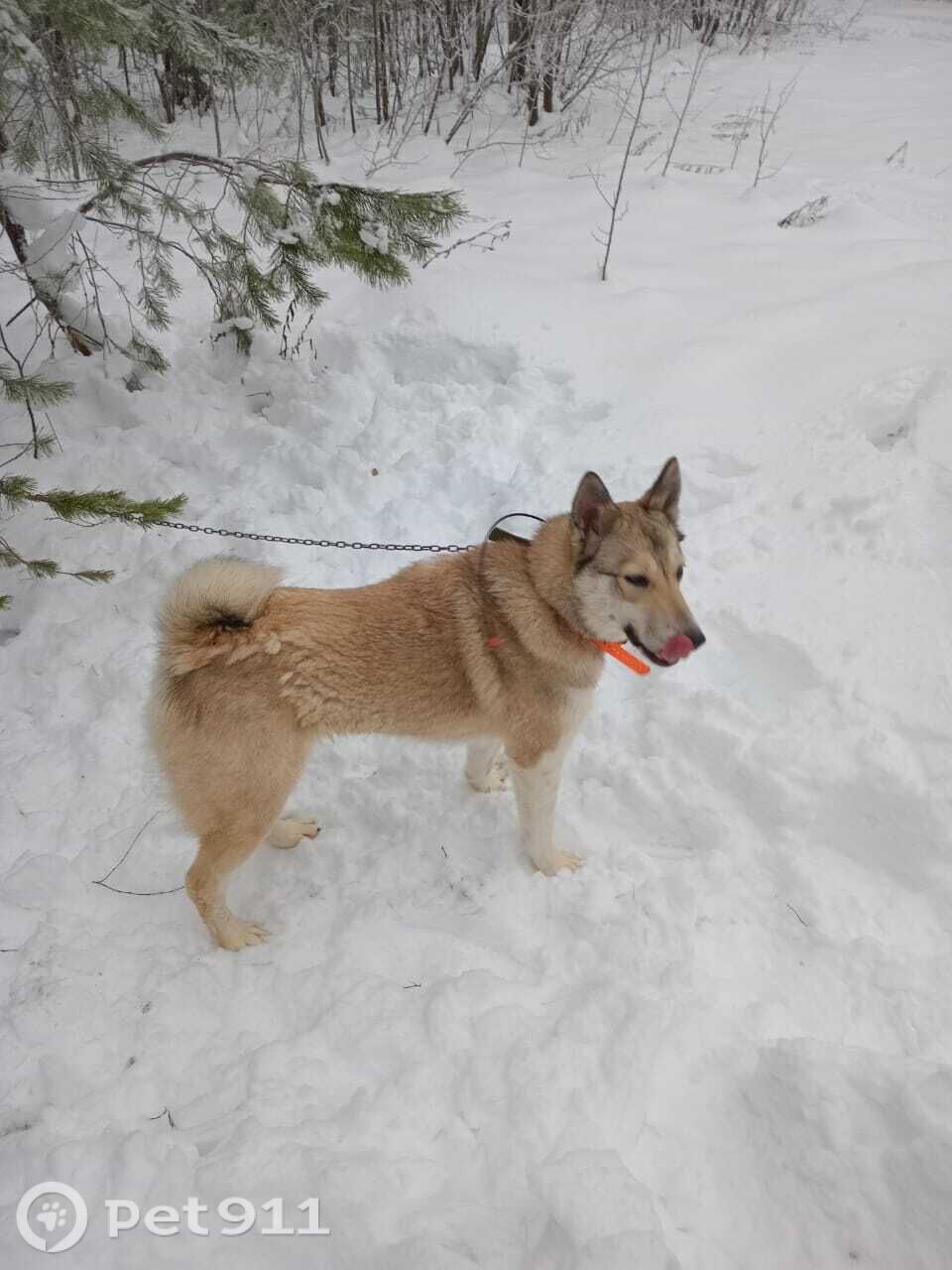 Пропала собака в Костроме — фото объявления