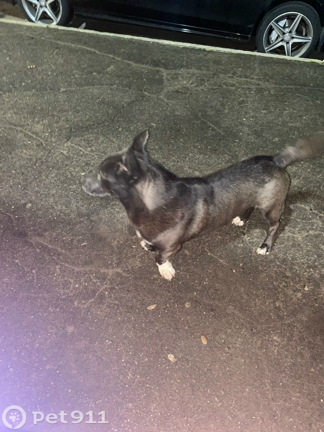 Найдена собака в Костроме — фото объявления