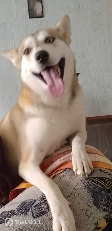 Пропала собака в Костроме — фото объявления