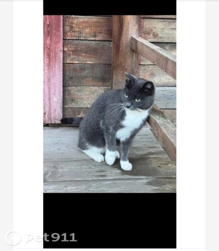 Пропала кошка в Костроме — фото объявления