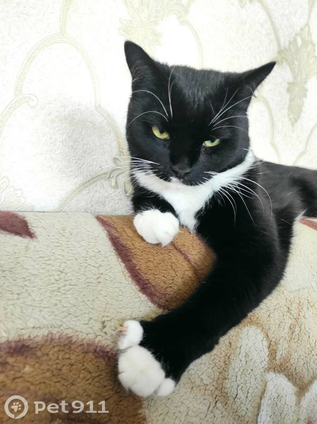 Пропала кошка в Костроме — фото объявления