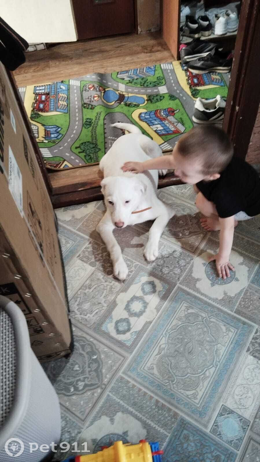 Пропала собака в Костроме — фото объявления