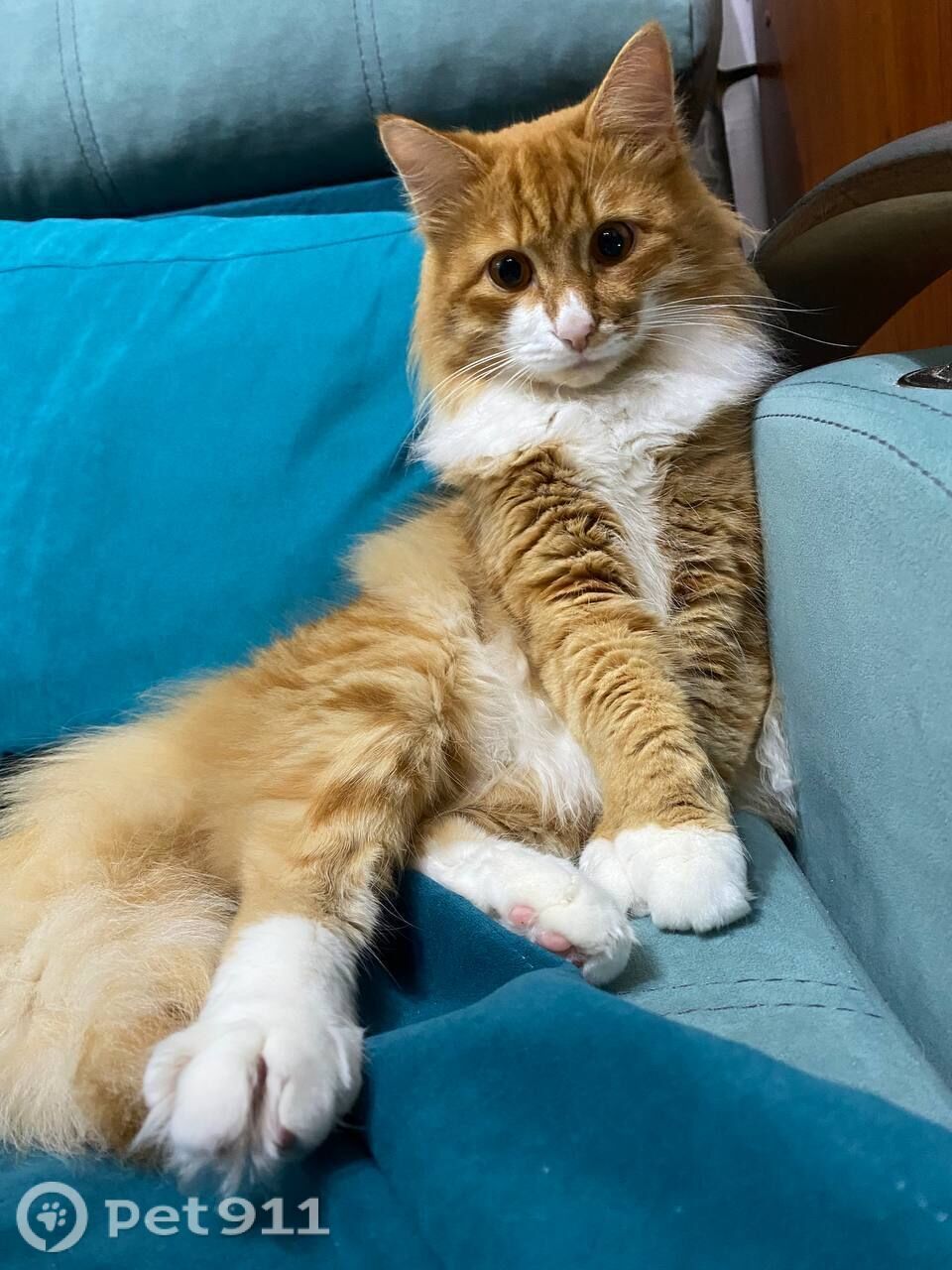 Пропала кошка в Костроме — фото объявления