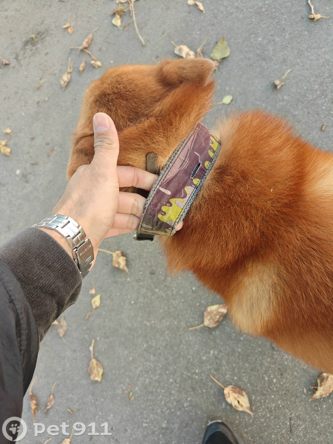 Найдена собака в Костроме — фото объявления