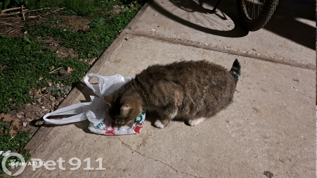 Найдена кошка в Костроме — фото объявления