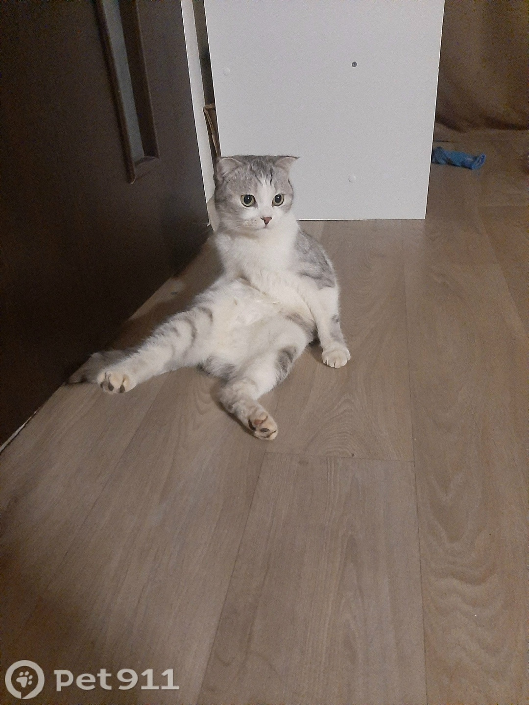 Найдена кошка в Костроме — фото объявления