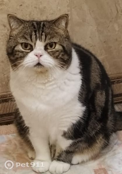 Пропала кошка в Костроме — фото объявления