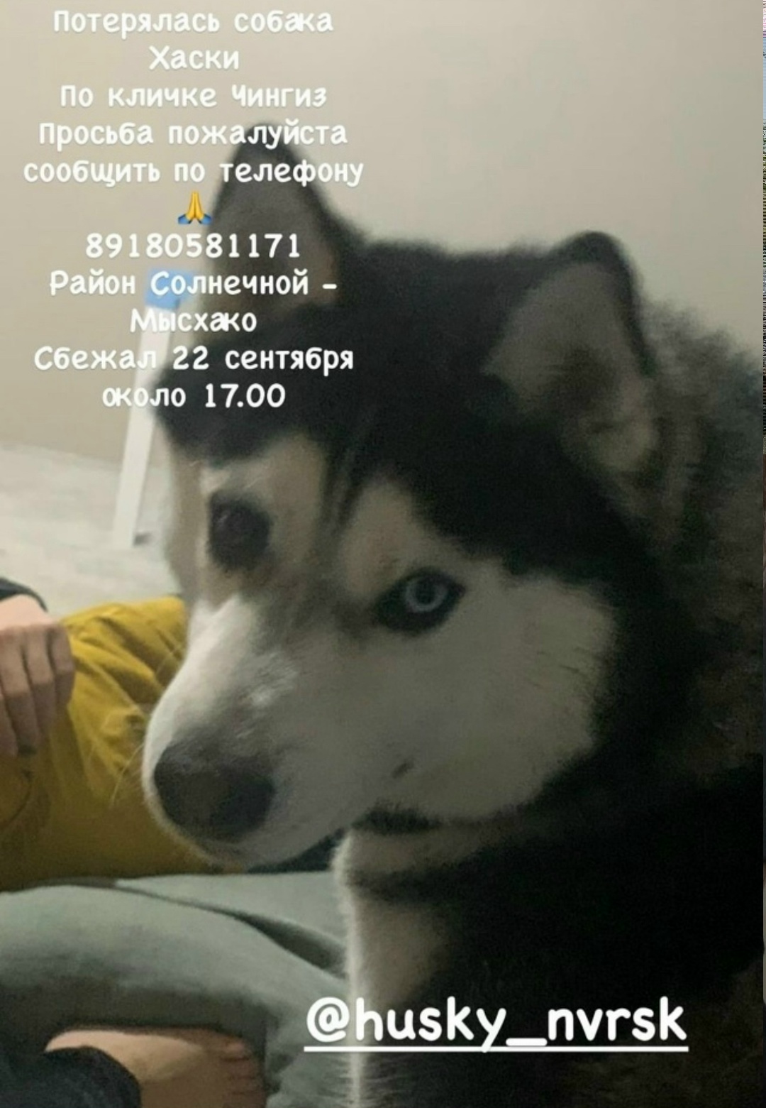 Пропала собака в Новороссийске — фото объявления