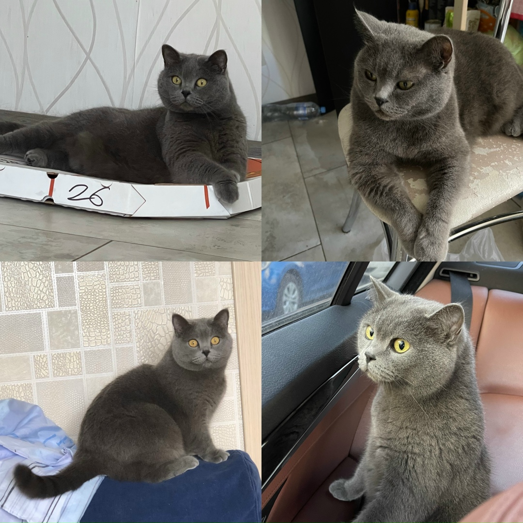 Пропала кошка в Новороссийске — фото объявления