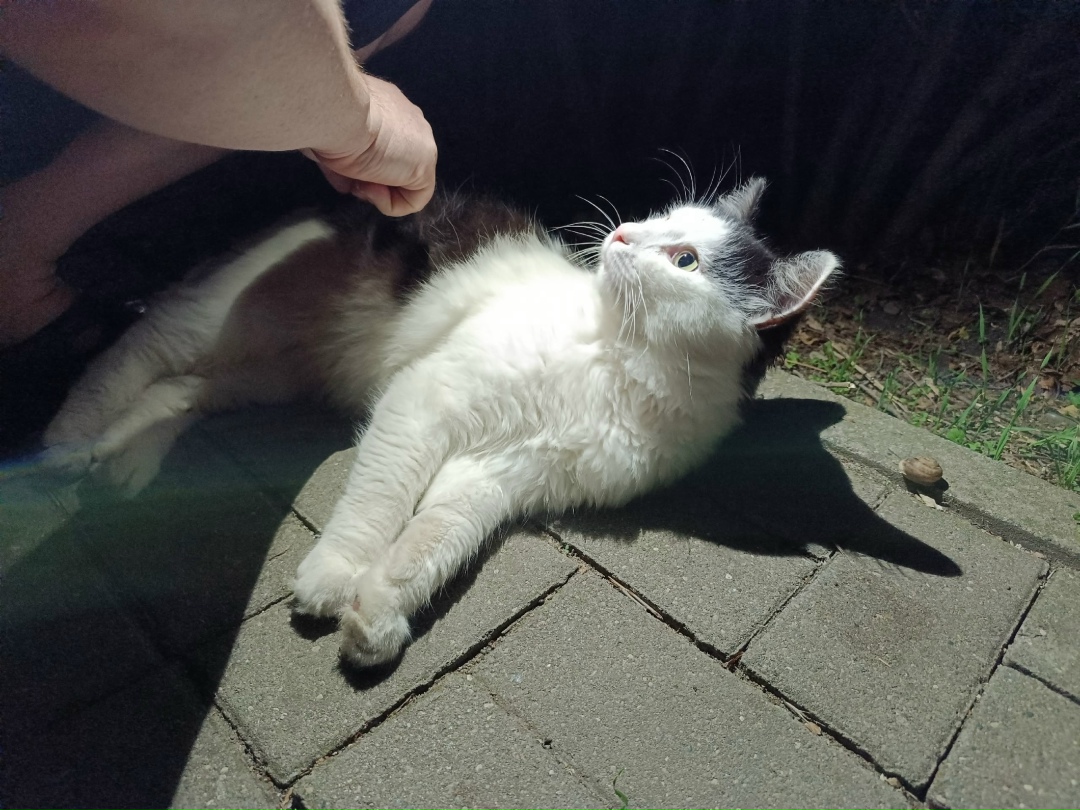 Пропала кошка в Новороссийске — фото объявления