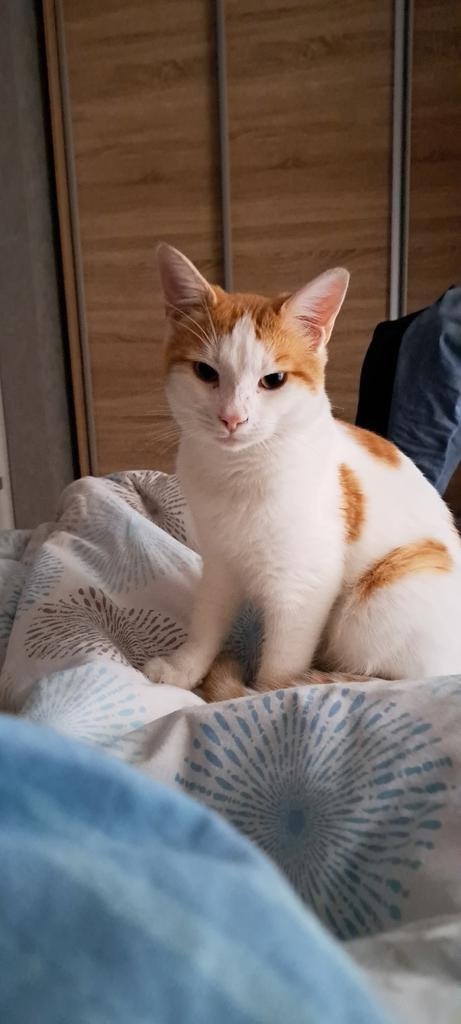 Пропала кошка в Новороссийске — фото объявления