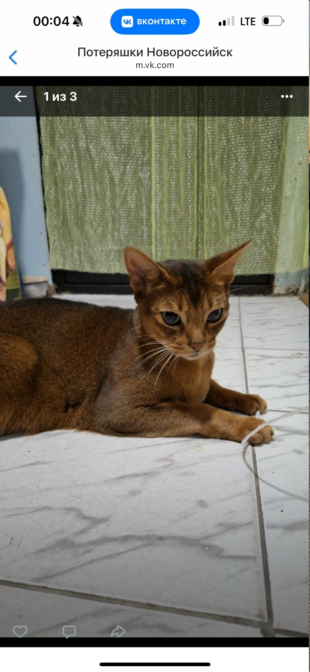 Найдена кошка в Новороссийске — фото объявления