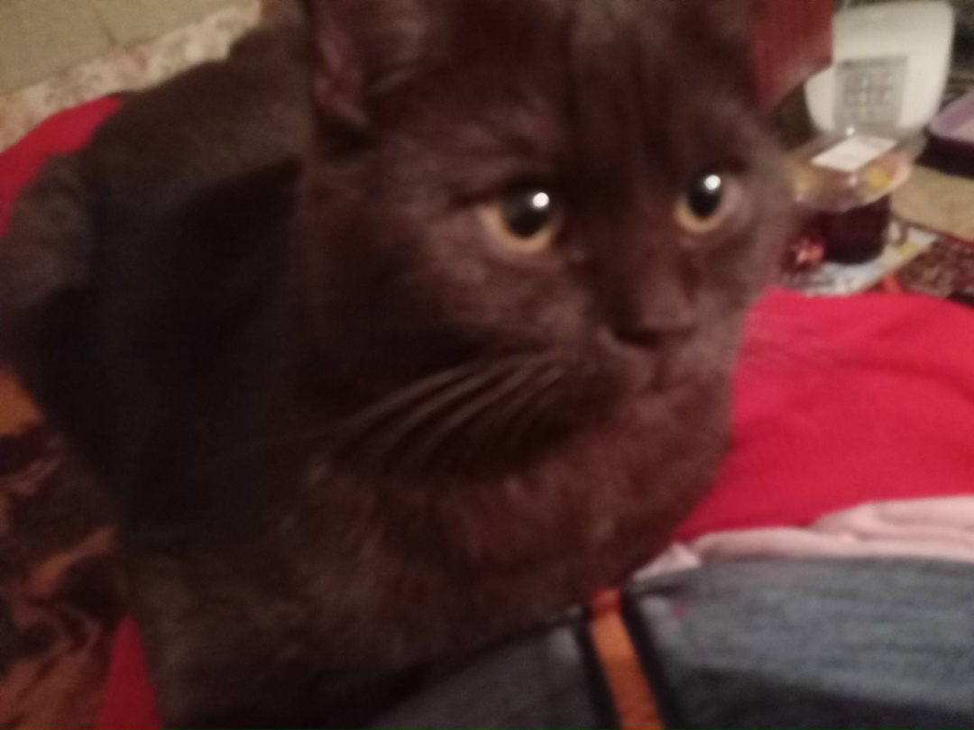 Пропала кошка в Новороссийске — фото объявления