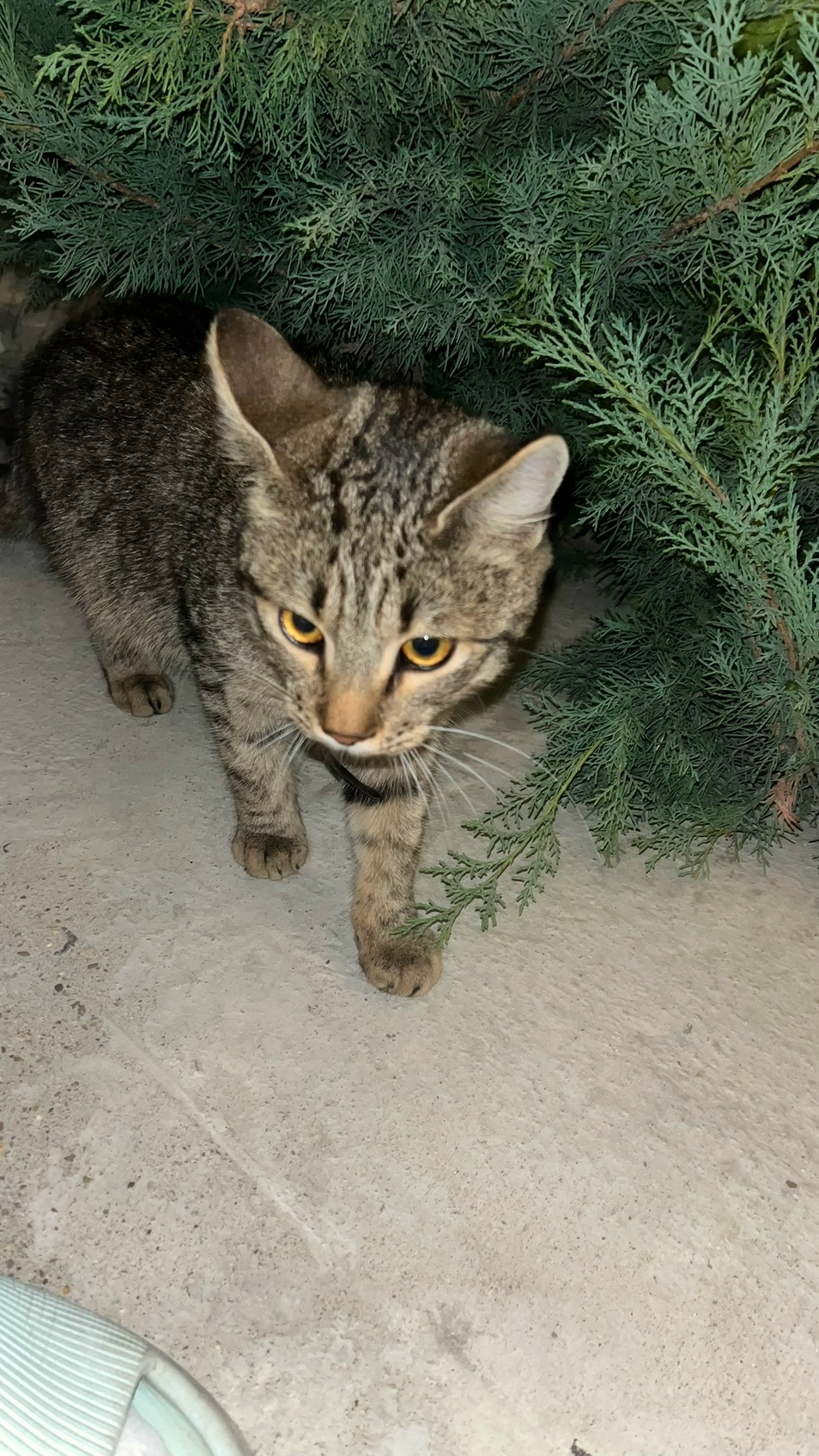 Пропала кошка в Новороссийске — фото объявления