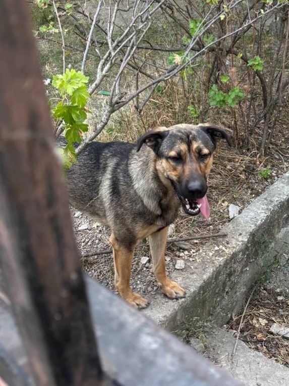 Пропала собака в Новороссийске — фото объявления