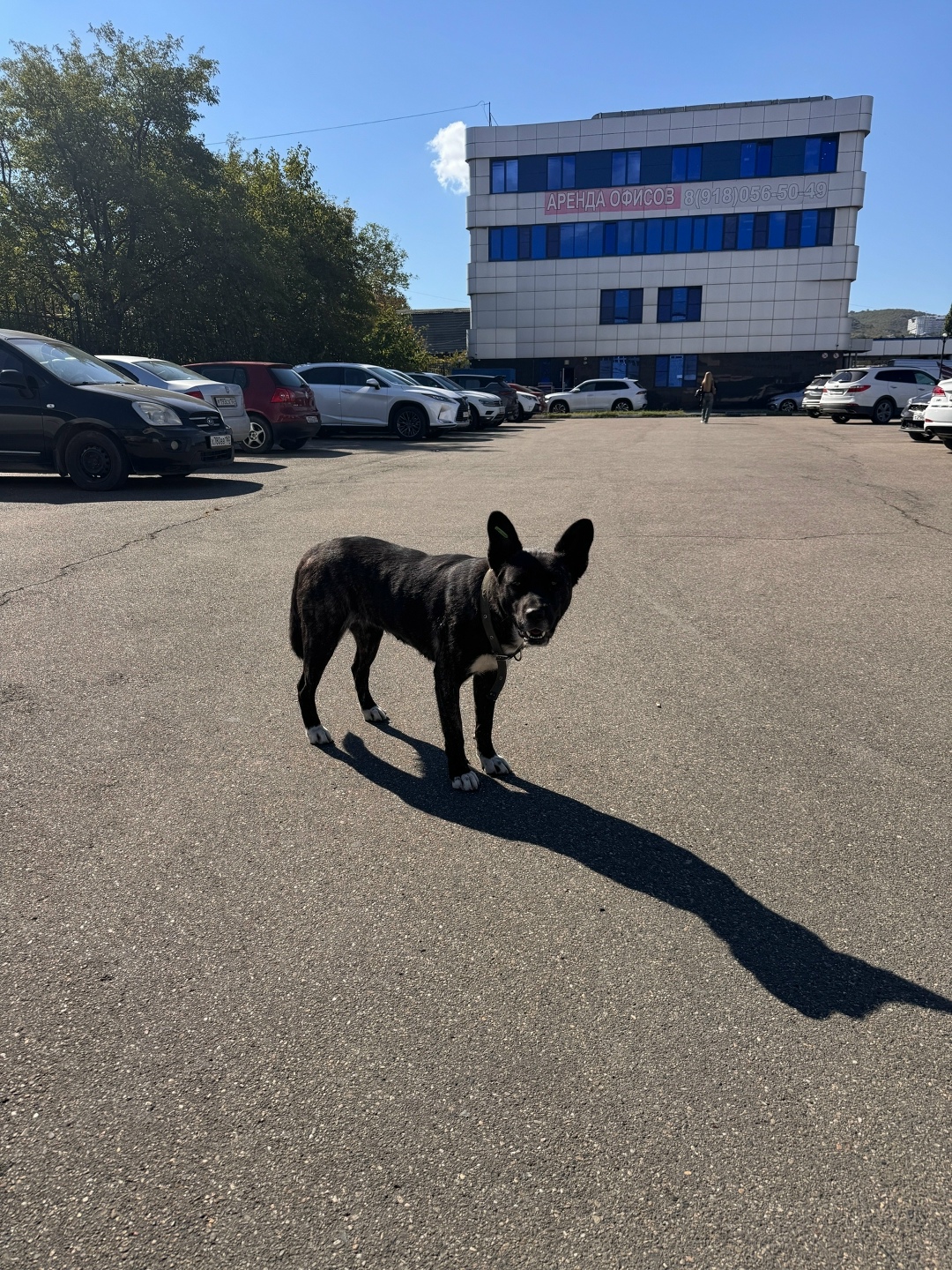 Пропала собака в Новороссийске — фото объявления