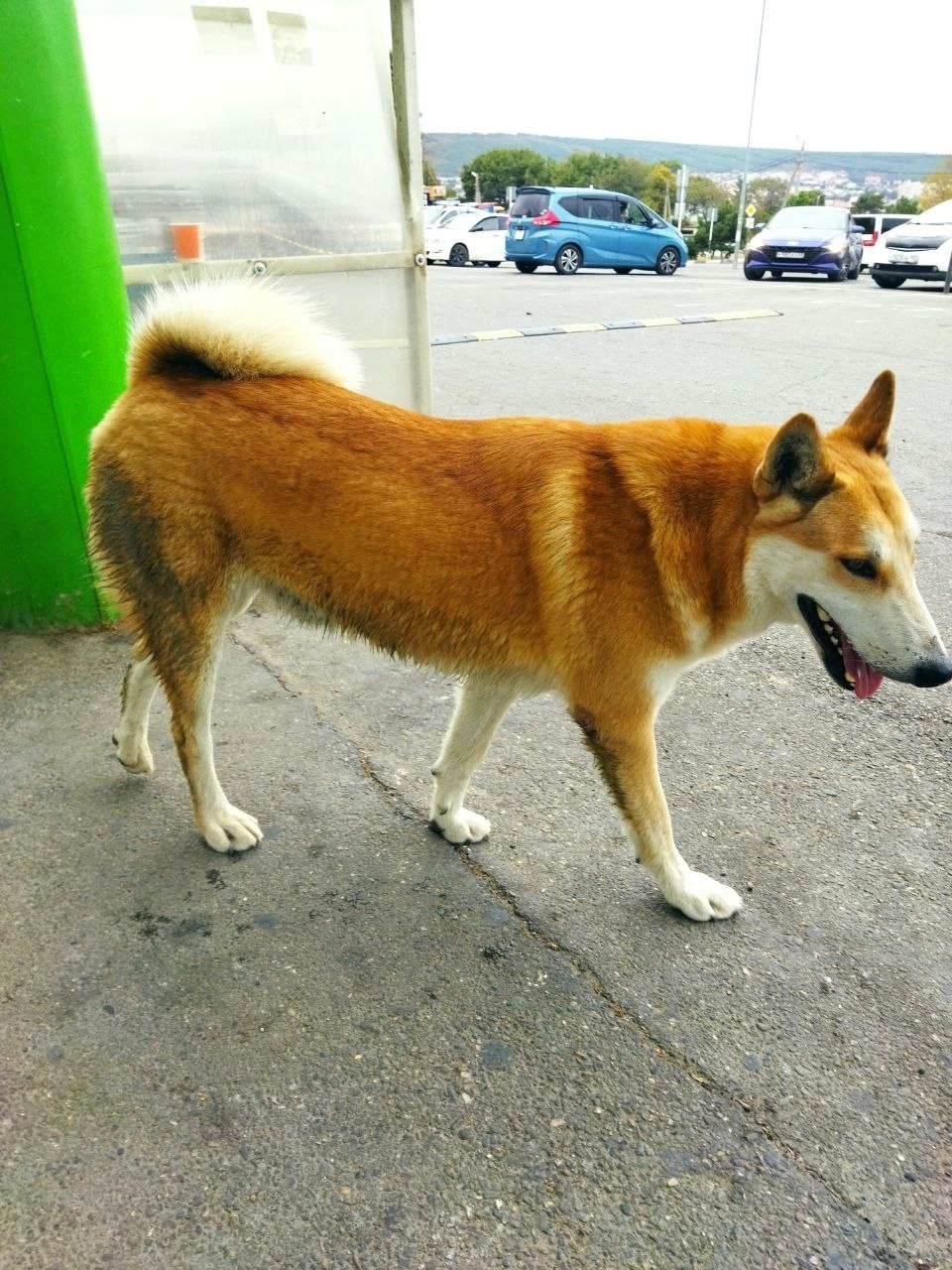 Пропала собака в Новороссийске — фото объявления