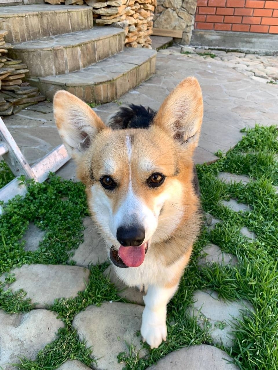 Найдена собака в Новороссийске — фото объявления