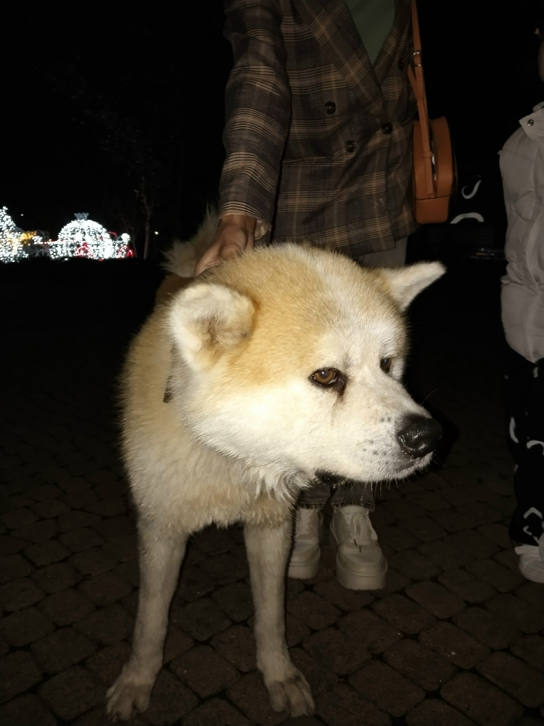 Найдена собака в Новороссийске — фото объявления