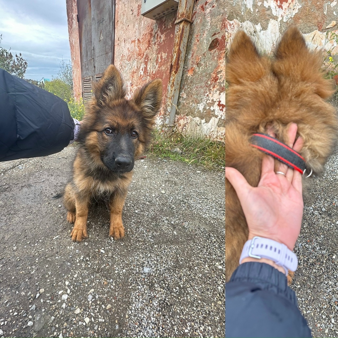 Пропала собака в Новороссийске — фото объявления