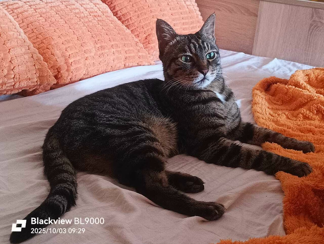 Пропала кошка в Новороссийске — фото объявления