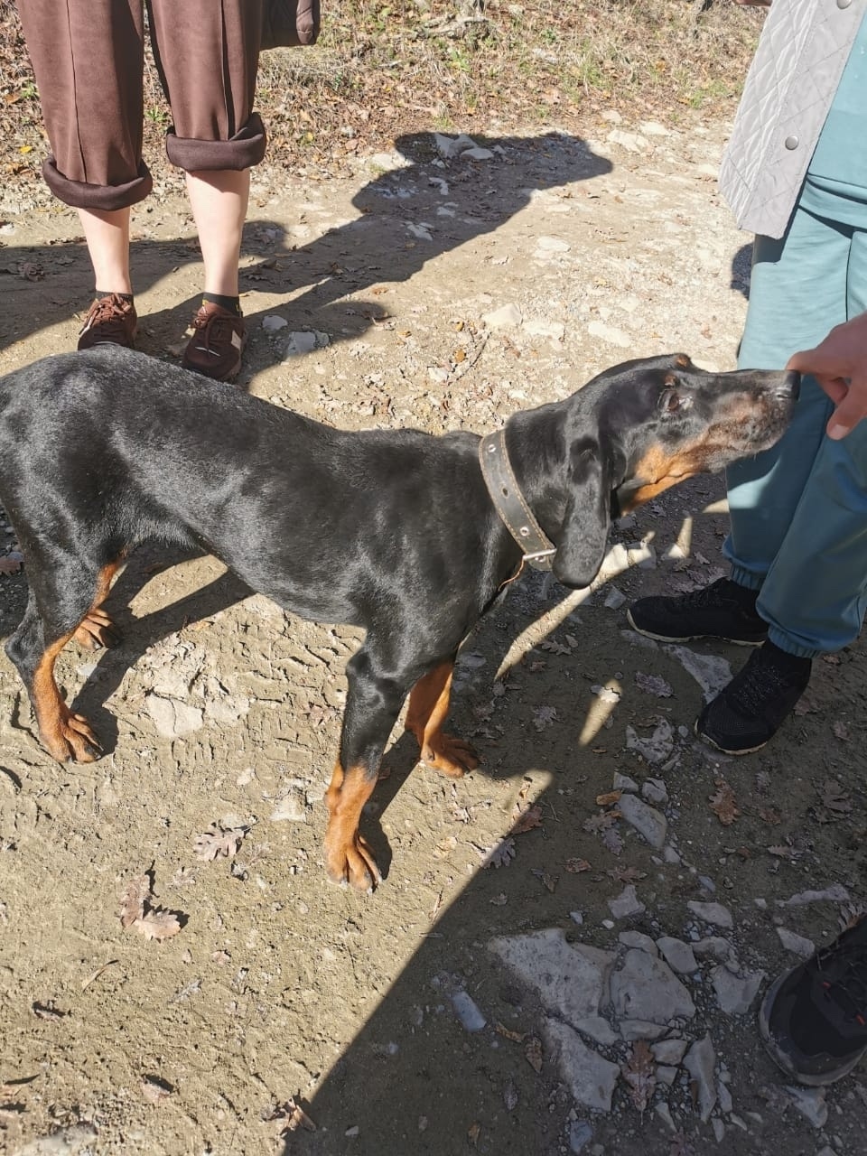 Пропала собака в Новороссийске — фото объявления