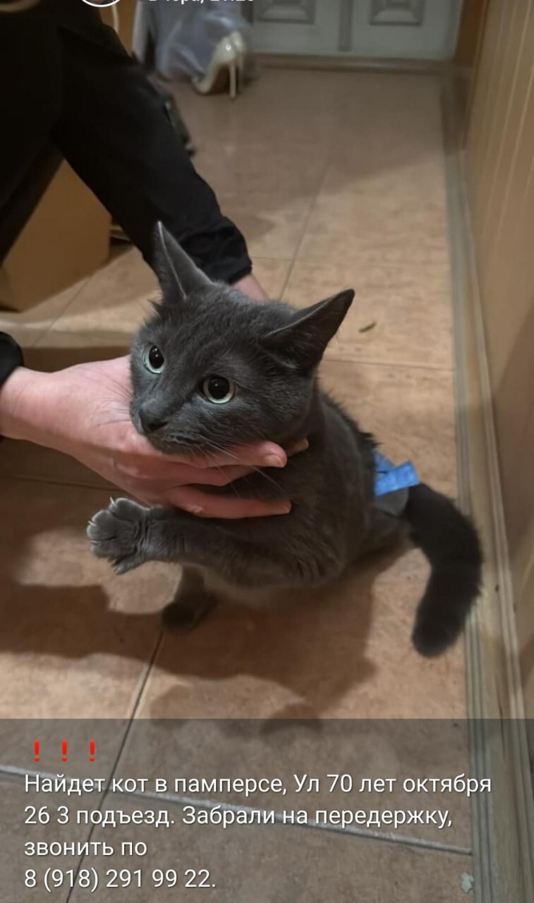 Найдена кошка в Новороссийске — фото объявления