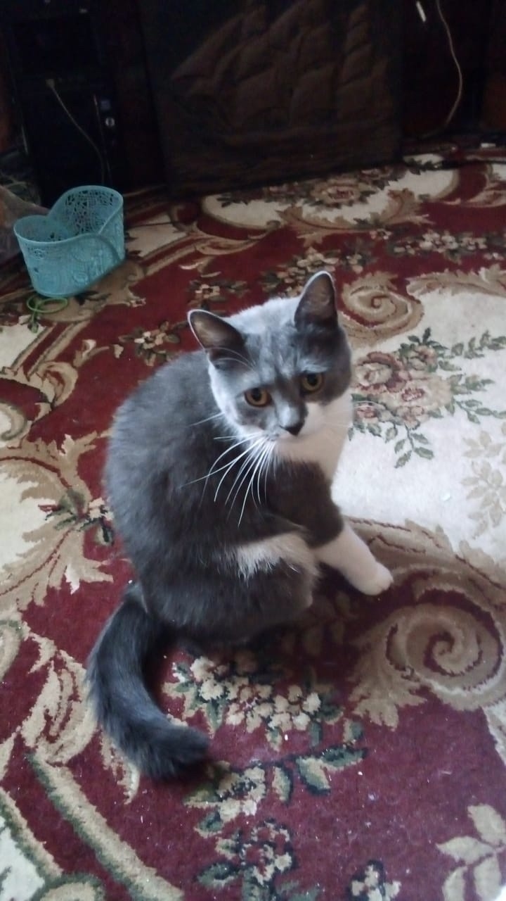 Пропала кошка в Новороссийске — фото объявления