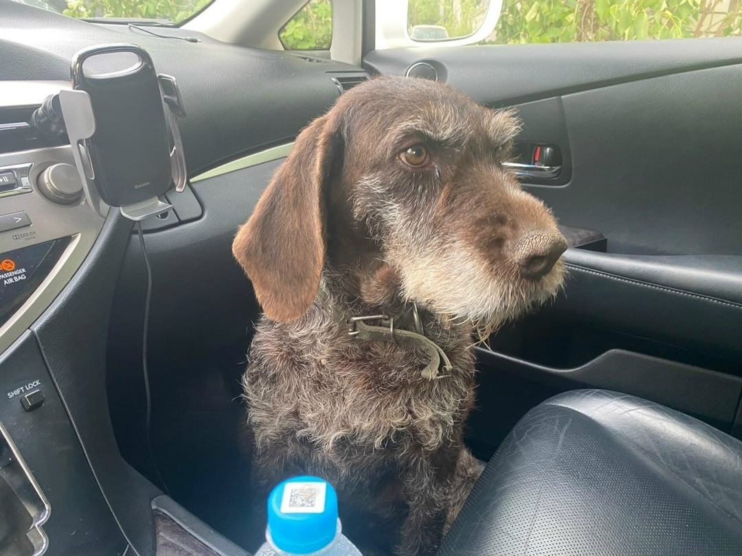 Пропала собака в Новороссийске — фото объявления