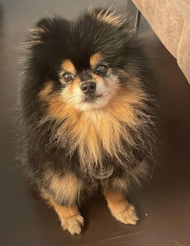 Пропала собака в Новороссийске — фото объявления