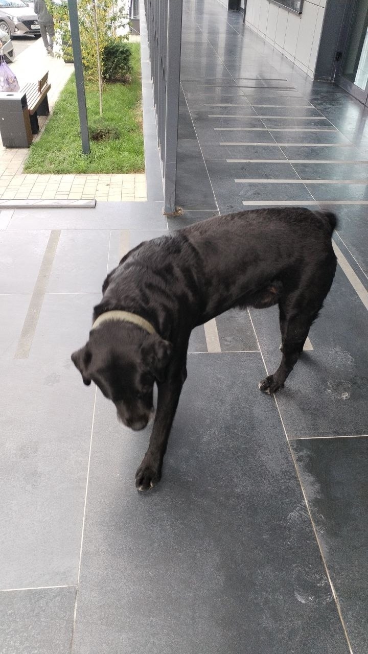 Найдена собака в Новороссийске — фото объявления