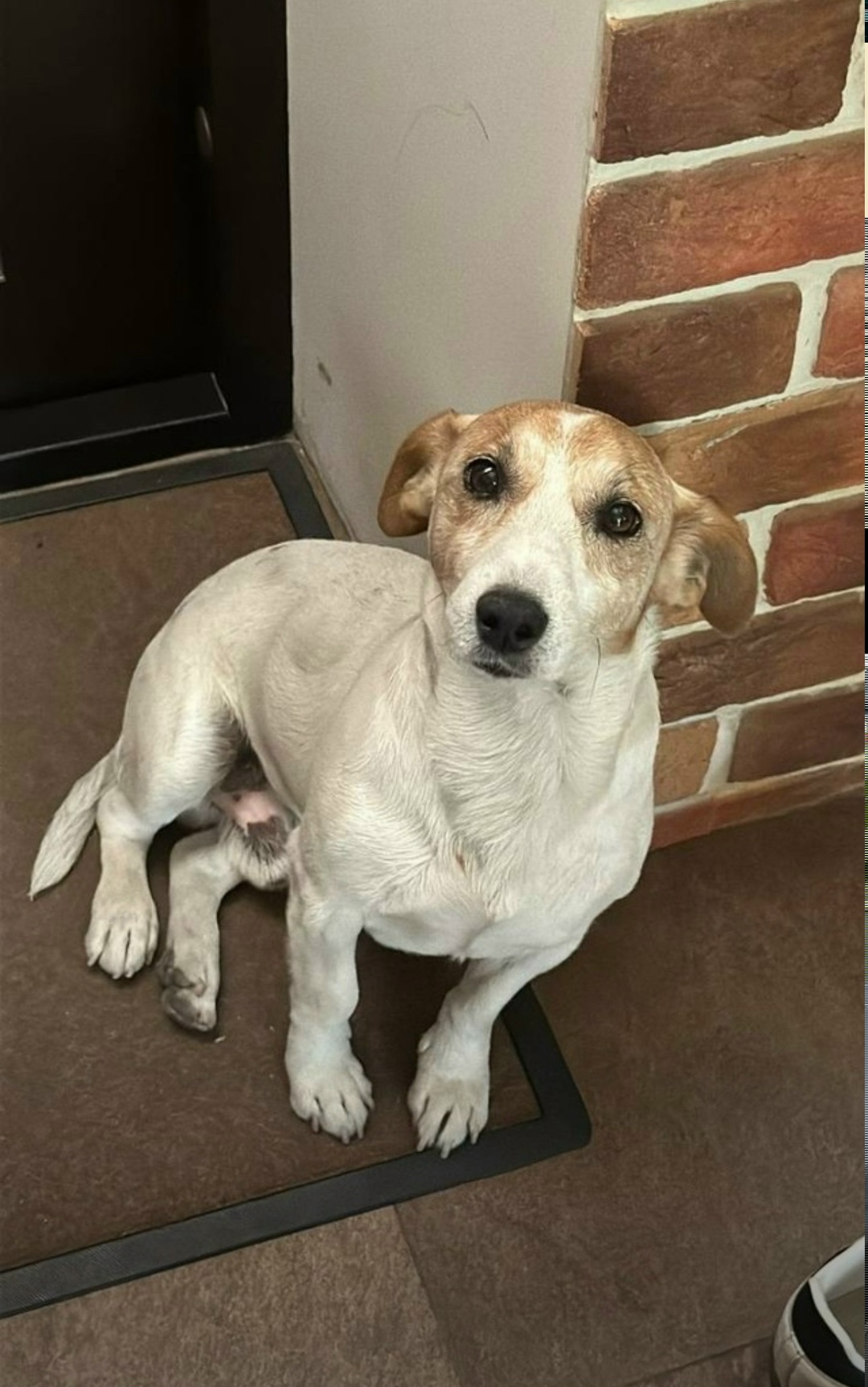 Пропала собака в Новороссийске — фото объявления